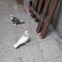فروش کبوتر راعبی