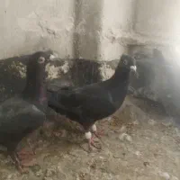 کفتر زاغ کاکلی