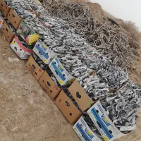 ذغال پسته مخصوص کبابی قلیانی .فروش عمده.پیک رایگان