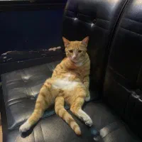 واگذاری گربه نارنجی شرور