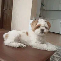 شیتزو کراس سوپرفلت