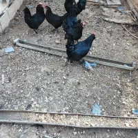 مرغ و خروس سیاه