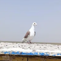 دو عدد ماده گراف ضمانتی جوجه بوم