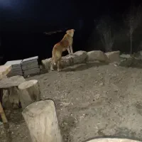سگ نگهبان
