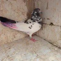 کفتر|پرنده|فردوسیه, |دیوار