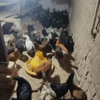 نیمچه مرغ محلی سه ماهه