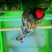 سهره گلبسر