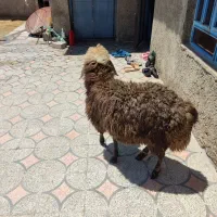 بره ماده