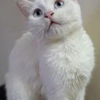 گربه نر وماده
