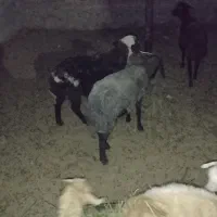 بره نر سبک