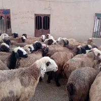 ۴۴راس میش داشتی
