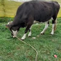 گاوه آبستن بیست روز مانده به زایمان