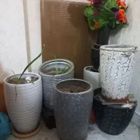 شش عدد گلدون