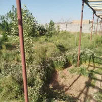 باغبانی.هرس درخت.اره برقی