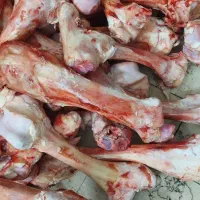 قلم گوساله