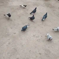 کفتر|پرنده|گلباف, |دیوار