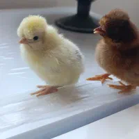 جوجه محلی نژاد خالص و کاکلی
