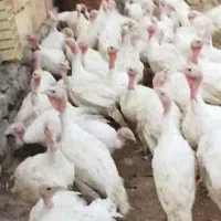 بوقلمون