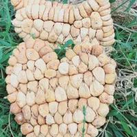 انجیر تازه