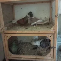 جفتگاه۴تایی ۲طبقه،و۱جفتگاه۲طبقه و۳طبقه وتک جفتگاه