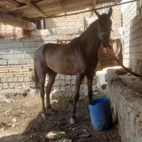 اسب|اسب و تجهیزات اسب‌سواری|اهواز, کوی علوی|دیوار
