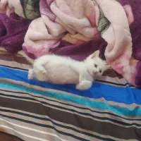 گربه