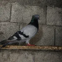 کبوتر سبز بوشهری