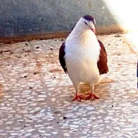 کبوتر