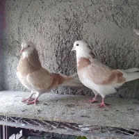 کفتر  سرورهما شازده  زرد