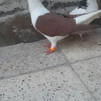ساده وسینه سیاه