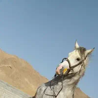 فروش اسب عرب
