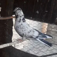 کبوتر پرشی