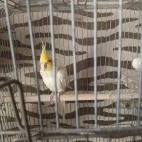 عروس هلندی نر وماده