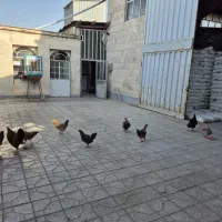 مرغ و خروس محلی