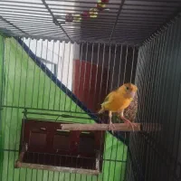قناری نر معاوضه با جوجه سهره یا پرنده