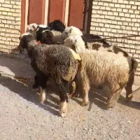 شش بره رگ دار خوب