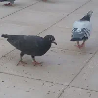 کبوتر
