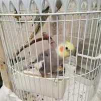 ی جفت عروس هلندی سخنگو