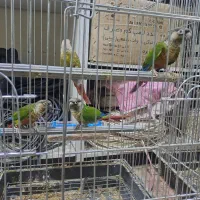 گرنچیک بالغ دوسال به بالا
