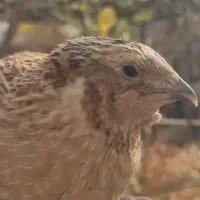 بلدرچین کشتاری