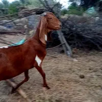 بزکاموری پوزعقابی درشت هیکل ابستن سه ماه
