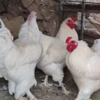 خروس برهما