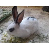 بچه خرگوش