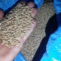 گندم|لوازم جانبی حیوانات|سرخنکلاته, |دیوار