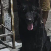 سگ ژرمن بلک مو بلند