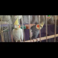 دو عدد عروس هلندی