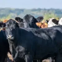 ذبح گاو و گوسفند شرعی و بدون پول