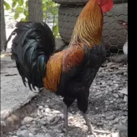 خروس چهل تاج محلی