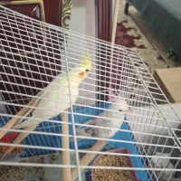 فروش یک جفت نر و ماده عروس هلندی