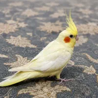 عروس هلندی بامزه